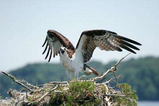 Campground Details - Seminole State Park, GA - Georgia State Parks